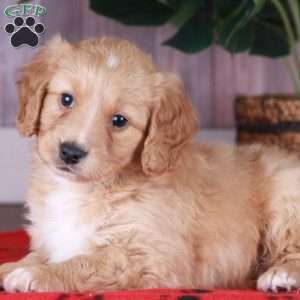 CHEETO, Miniature Golden Retriever Puppy